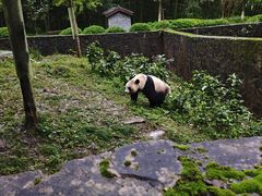 -都江堰中华大熊猫苑