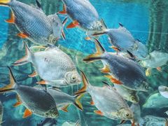 -上海海洋水族馆