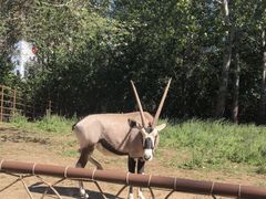 -大连森林动物园