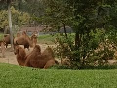 -北京野生动物园