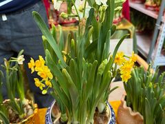 -越秀西湖花市(广州城市广场花卉店)