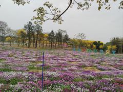 -天适樱花悠乐园