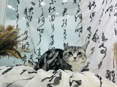 -爱洗澡的猫(望京店)