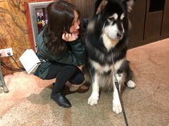 -more than meow吴止猫主题餐厅(承德 中船汇店)