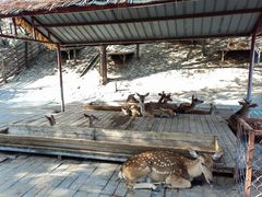 -北京鹿世界主题园