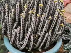 -秦美花卉(天朗·莱茵小城2期店)