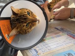 -德元·美联众合24小时动物医院(总院)