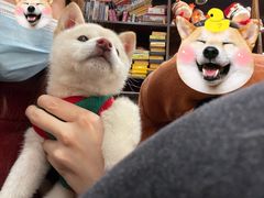 -逗柴咖啡屋·狗咖猫咖宠物桌游