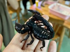 -藦茜花园宠物主题亲子互动体验馆(国顺东路店)