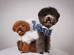 -佳雯宠物医院(四明中路分院)