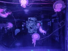 -芜湖新华联大白鲸海洋公园