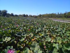 -羊亭河湿地公园