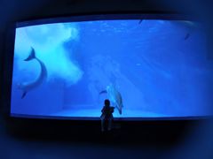 -海合安成都极地海洋公园