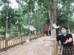 -合肥滨湖国家森林公园