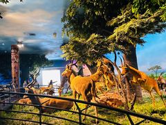 -国家自然博物馆