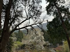 -香山公园
