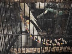 -立德动物医院·异宠·CT·鹦鹉(天河店)