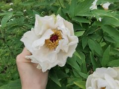 -宝鸡植物园