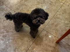 -天宠宠物医院24小时·急重症诊疗中心·全科·腔镜特色(和平分院)