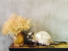 -MIKAKU(万达广场上海宝山店)