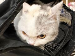 -瑞鹏宠物医院·骨科·猫科·内科(第一中心)