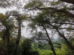 -深圳仙湖植物园