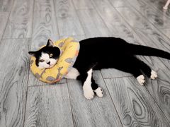 -喵屿·大理花园猫咖