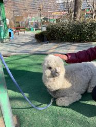 -萌宠亲子动物乐园(槐房万达店)