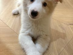 -翊宠yipet猫狗购宠庄园