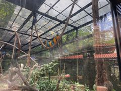 -新加坡飞禽公园