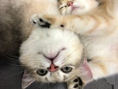 -东方名猫馆·英短金渐层布偶猫舍(环线广场1号楼店)