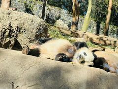 -都江堰中华大熊猫苑
