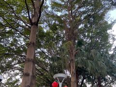 -荔湾湖公园