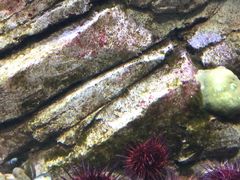 -瑞普利水族馆