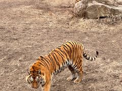 -沈阳森林动物园