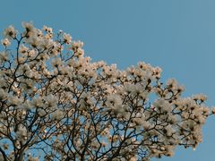 -朝阳公园