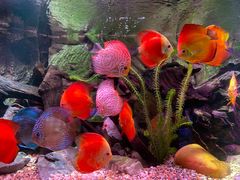 -上海海洋水族馆