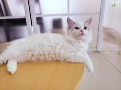 -鼓捣猫呢主题猫咖店