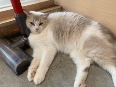 -瞄一喵猫咖(格力海岸店)