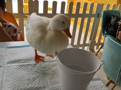 -RU DUCK柯尔鸭公社·撸鸭俱乐部·羊驼·小香猪