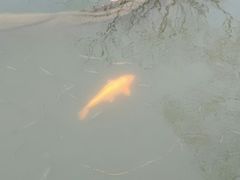 -西湖游船