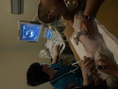 -美联众合动物医院·24h转诊中心
