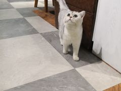 -猫小院猫主题餐厅(三里屯店)