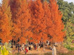 -白鹭湾湿地公园