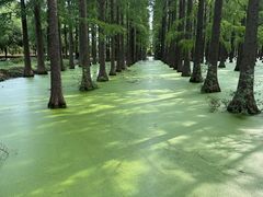 -渌洋湖湿地公园