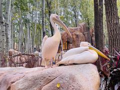 -北京野生动物园