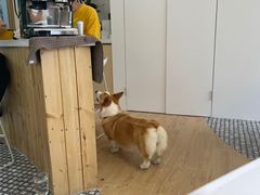 -COMPANION COFFEE小伴咖啡