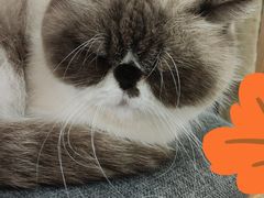 -喵园·猫主题咖啡厅·撸猫·猫咖(国贸店)