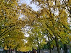 -三里屯东五街银杏大道