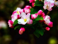 -海棠花溪(元大都城垣遗址公园)